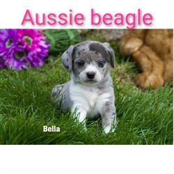 Aussie beagle cross SHEAGLE Clare, Mi.