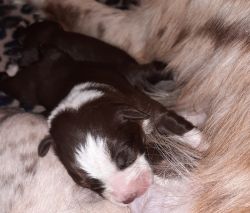 ASDR registered Australian shepherd puppies