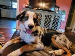 Adorable 6 month old pure bred Australian Shepherd