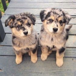 Tri Coloured Charming Australian Shepherd pups for Sale