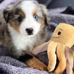 Lovely Aussie puppies for you