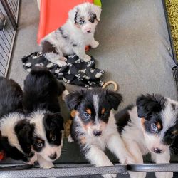 Stunning Australian Shepherd Puppies Available