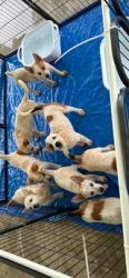 Red Cattle Dog Pups
