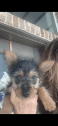 AKC Australian Terrier puppies 8 weeks