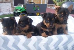 Australian Terrier Puppies for Sale