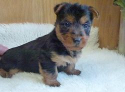 House Trained Australian Terrier Puppies