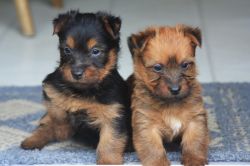 Australian Terrier puppies for sale