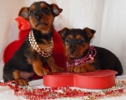Australian Terrier puppies ready for good homes