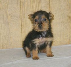 Adorable Australian Terrier puppies available for sale