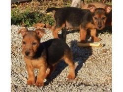 awesome Australian Terrier puppies