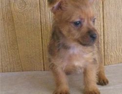 Australian Terrier Puppies For Adoption