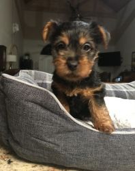 Male and female Australian Terrier Puppies