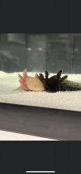 Axolotl and tank