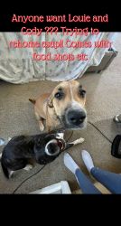 Rehome Cody & louie for free