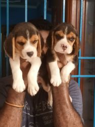 GOOD MARKING BEAGLE MALE PUPPY AVAILABLE