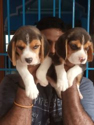 GOOD QUALITY BEAGLE PUPPIES AVAILABLE