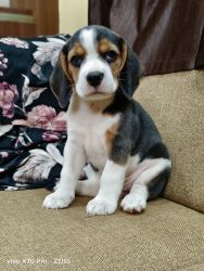I am selling my beagle female puppy. Coz am moving abroad