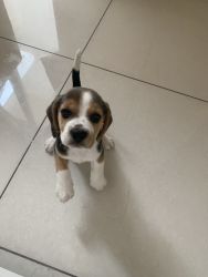 38 days beagle puppy