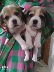 beagle puppy f