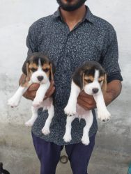 Urgent sale beagle puppies