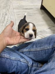 Bagel male puppy for sale