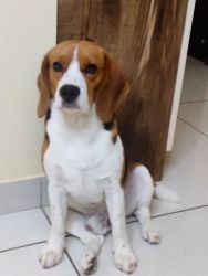 Pure Pedigree Beagle is up for adoption. Not for breeders