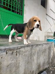 60 days old Active Beagle is available