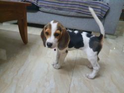 Lucy Female Beagle puppy