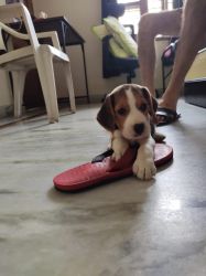 3 months beagle puppy is for sell