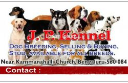 ALL QUALITY BREEDS AVAILABLE