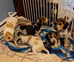 Beagle mix puppies