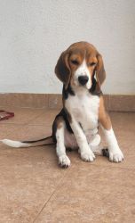 3 months Beagle puppy