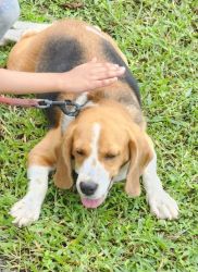 Adorable 3-Year-Old Female Beagle for Sale!