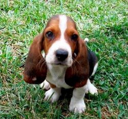 3 month old brown black and white Basset Hound puppy for sale