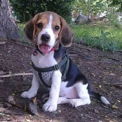 champion bloodline beagle puppy