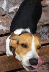 Fun, Friendly AKC Male Beagle