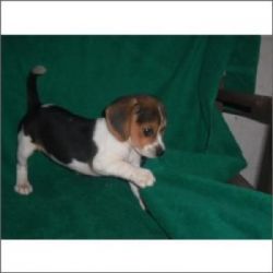 Cute Beagle Toy Female Pup :-$789-Plus