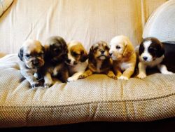 Basset Pups for sale