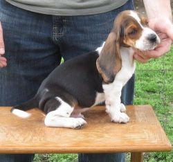 Beautiful Tri Color Basset Hound Puppies for Sale