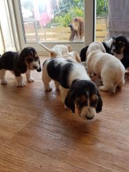 Tri Colour Basset Hounds, Pedigree puppies for sale