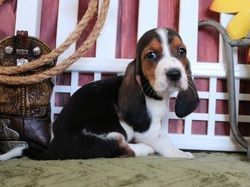 Cute Purebred Basset Hound Puppies Available