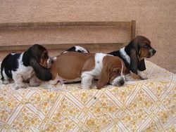Cute Basset Hound Puppies Available Now