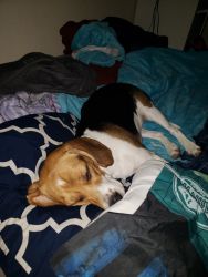 Roxy the Beagle