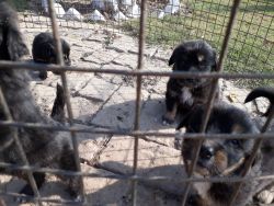 Dog puppies for sale