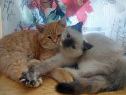 Affectionate Balinese kittens available