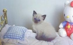 Adorable Balinese Kittens Available