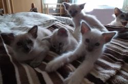 Balinese male and female kittens