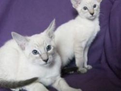 Balinese Kittens For Sale