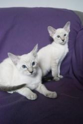 Amazing balinese kitten available