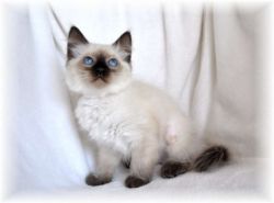 Gccf Active Female Balinese Cat For Sale